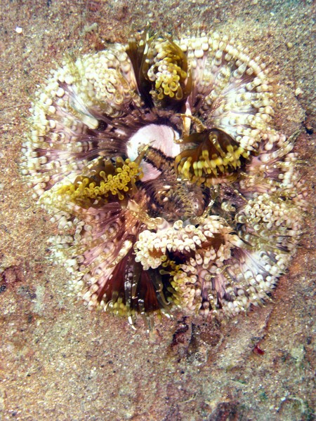 Cereus pedunculatus